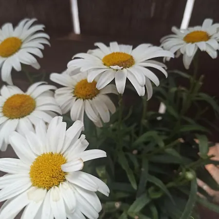 Il Vento Tra Le Margherite *