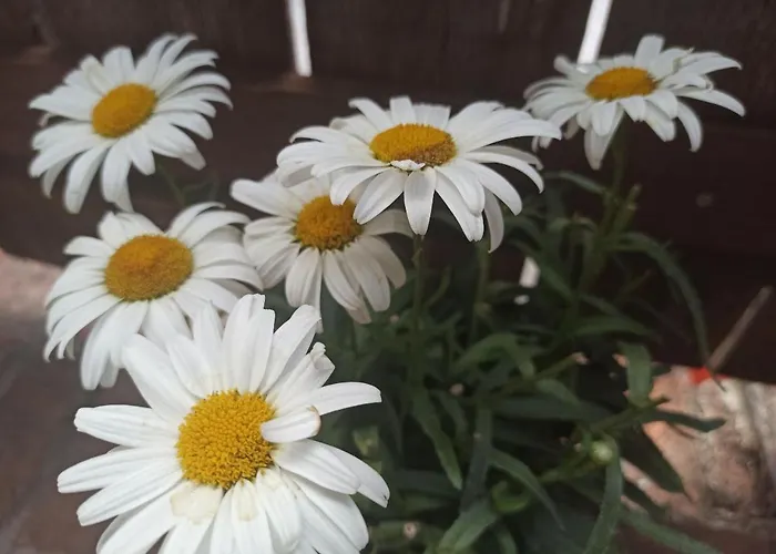 Il Vento Tra Le Margherite *